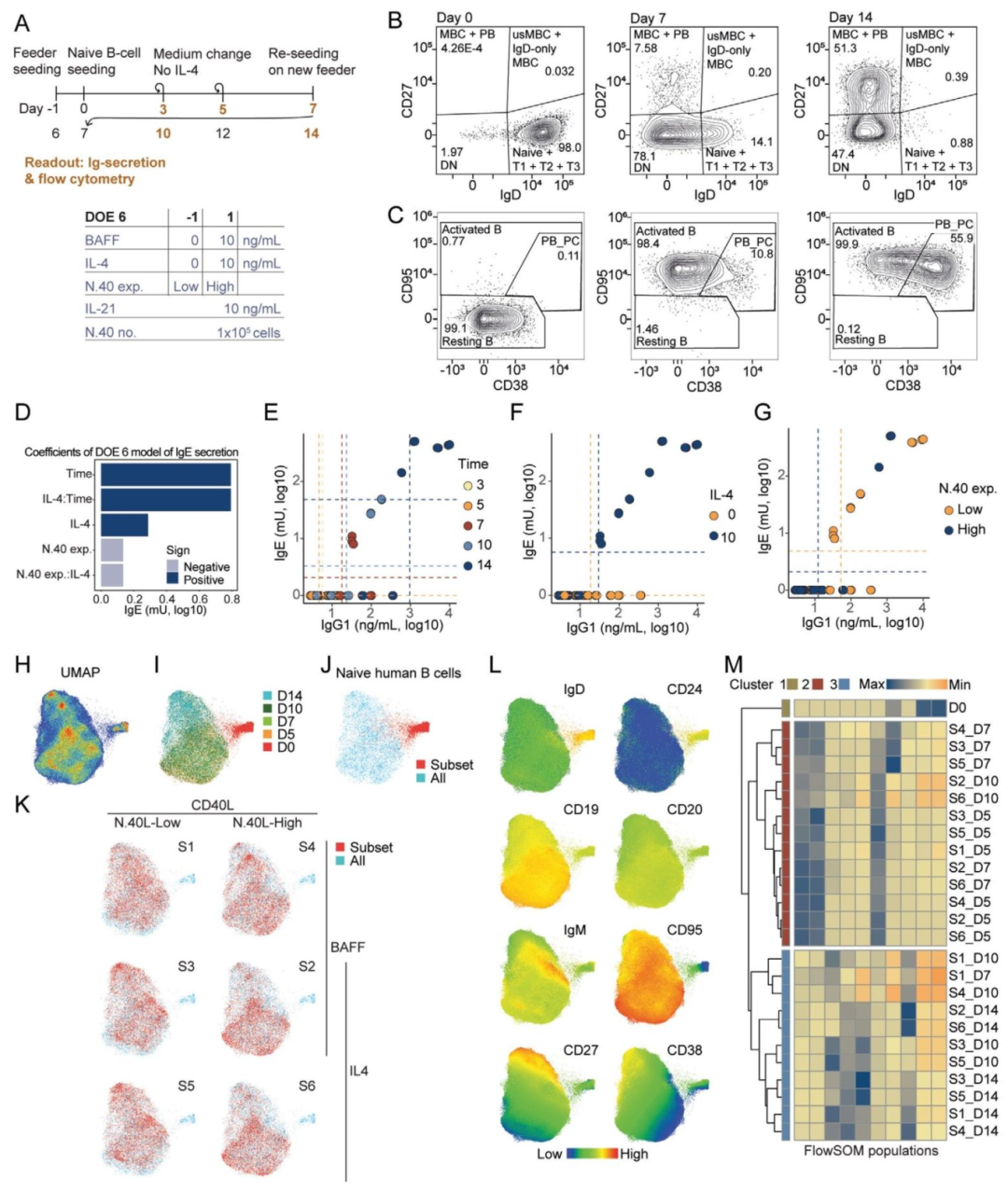 图6:B 细胞分化与抗体分泌的时间动态(DOE6)