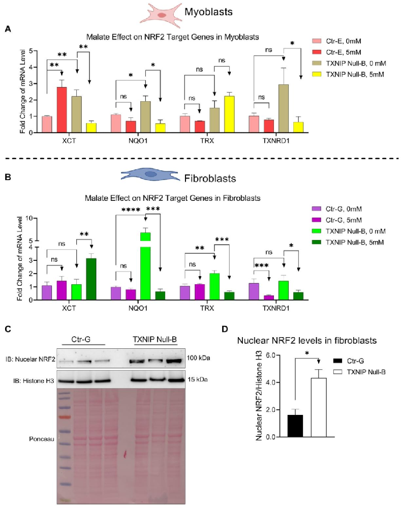 图 1:苹果酸对 NRF2 激活的部分逆转