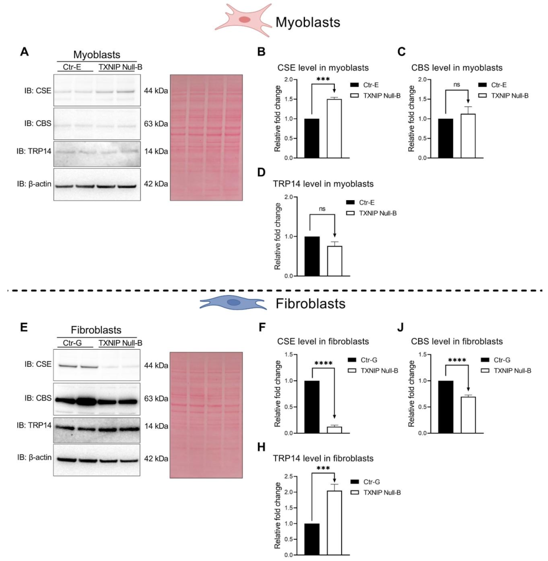 图 2:转硫途径的细胞特异性调控
