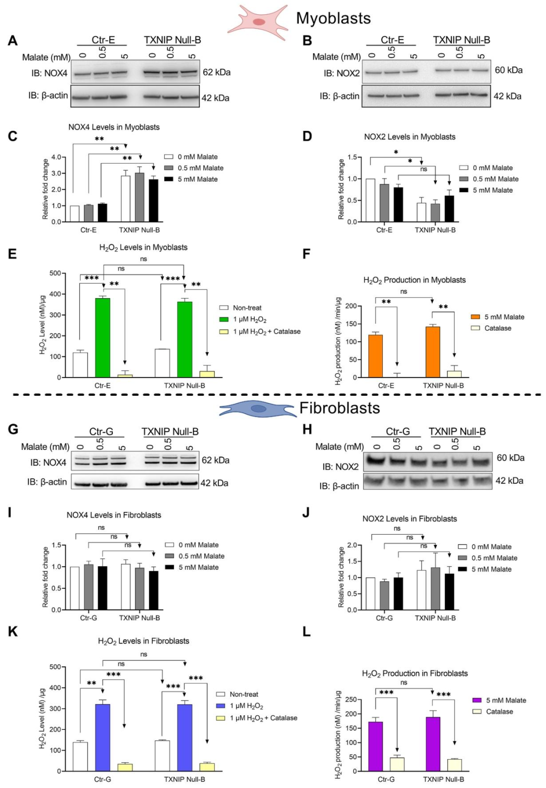 图 3:NOX4 与 H₂O₂水平变化