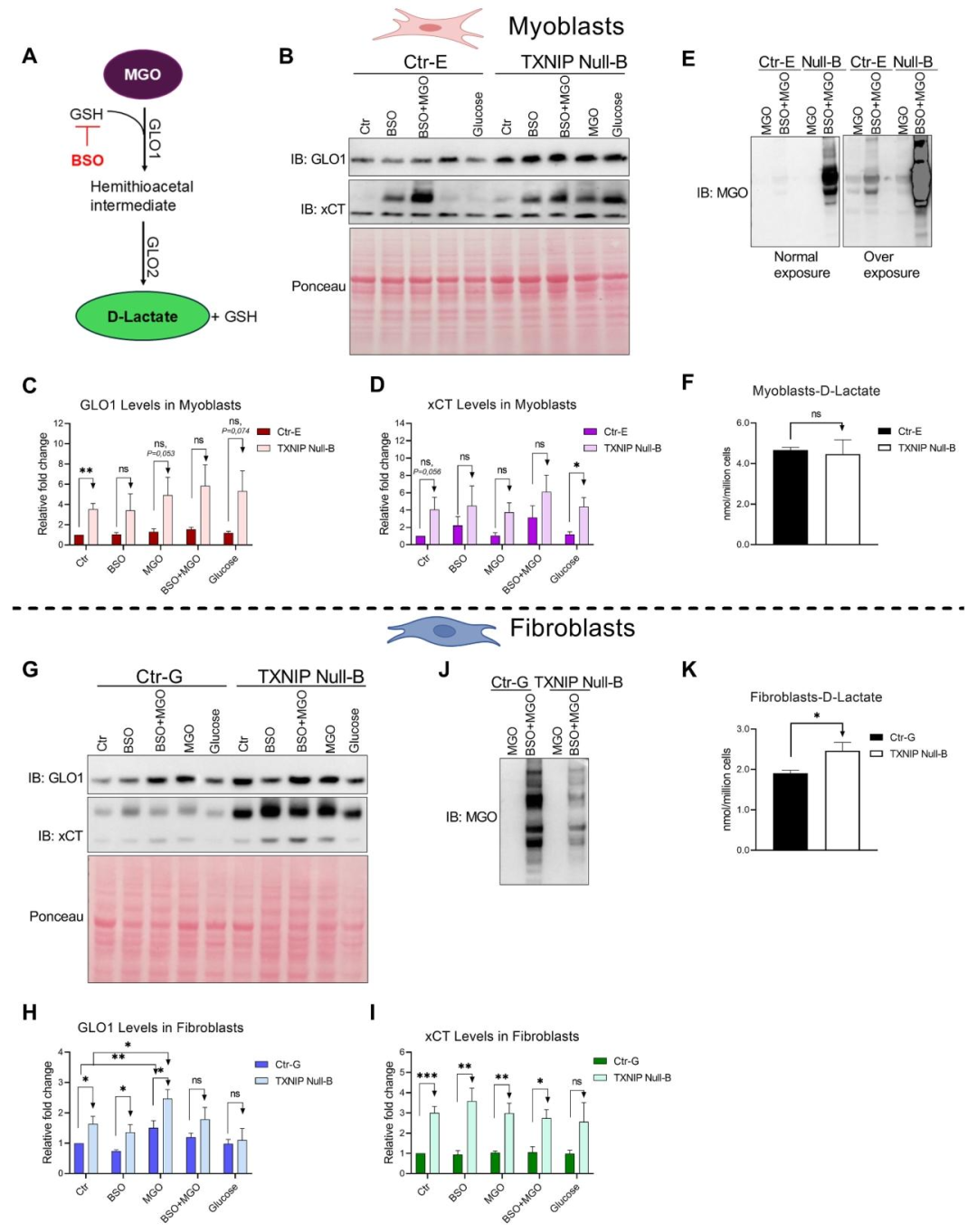 图 4:GLO1 与 MGO 代谢调控