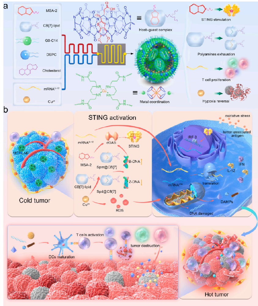 图1. MC7-LNP系统设计原理及作用机制示意图