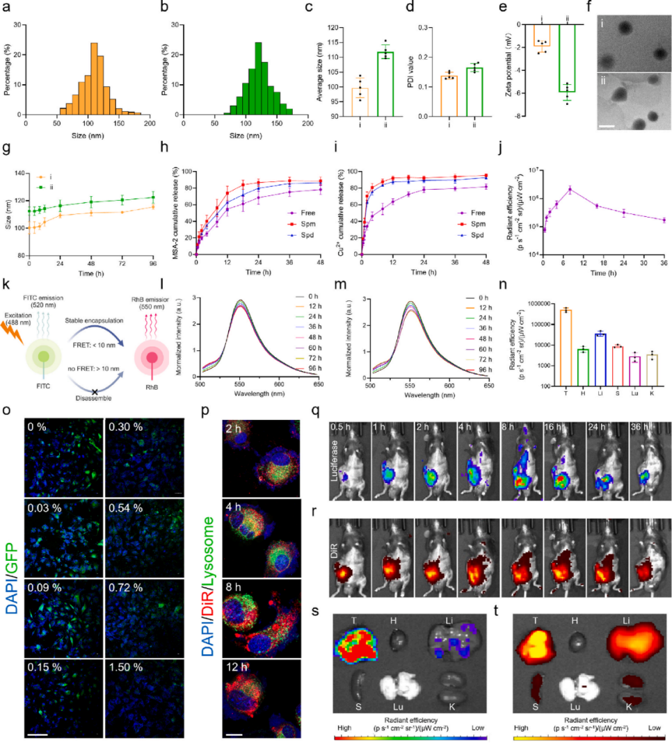 图3. MC7-LNP的制备与表征