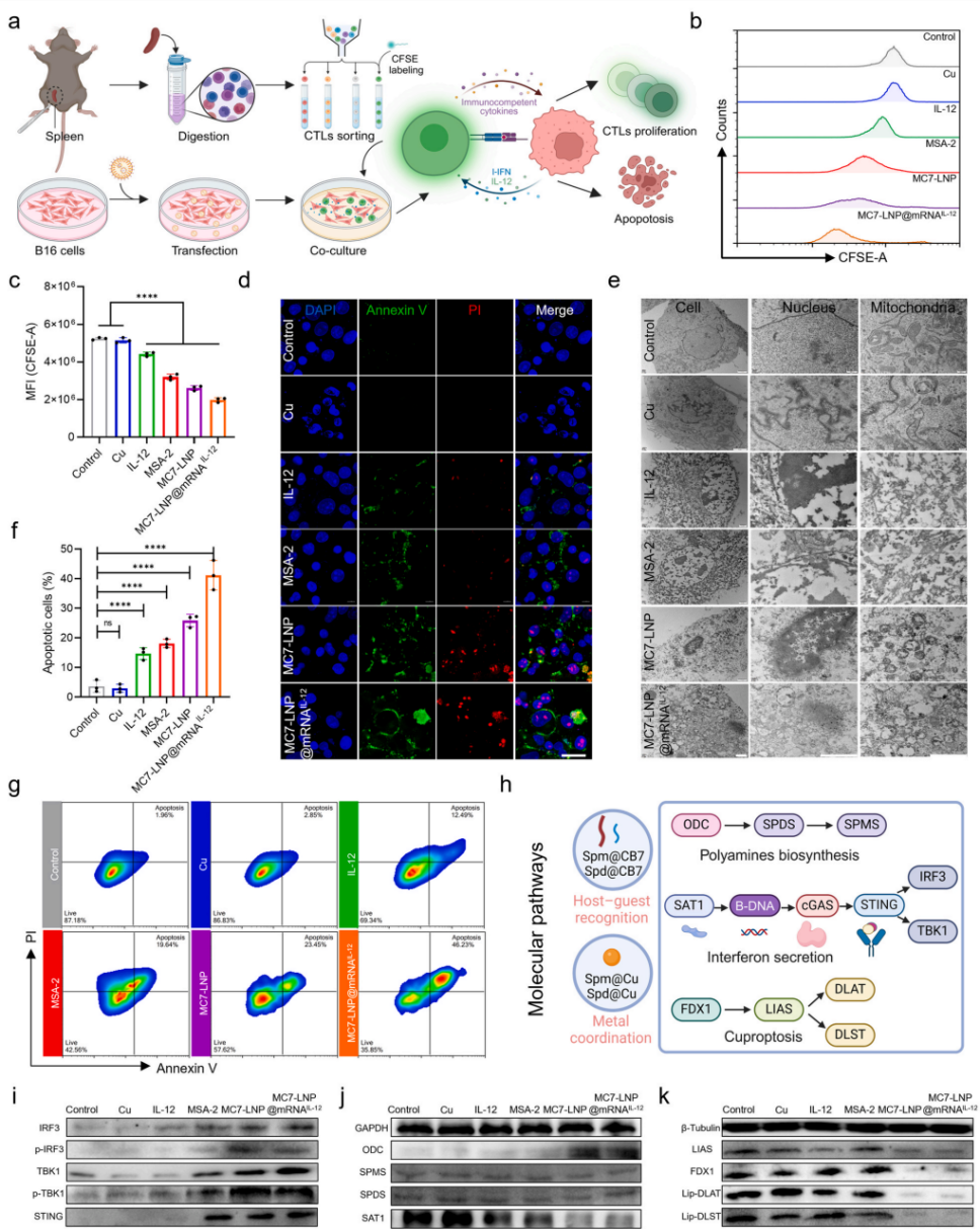 图5. TME重构后的T细胞活力恢复