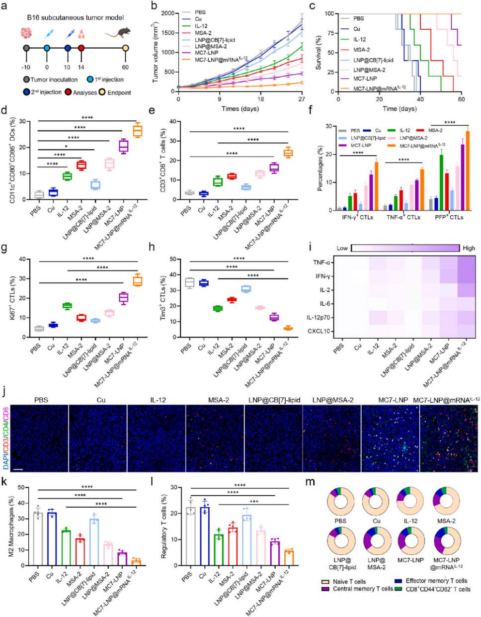 图6. 黑色素瘤模型中CTLs应答研究
