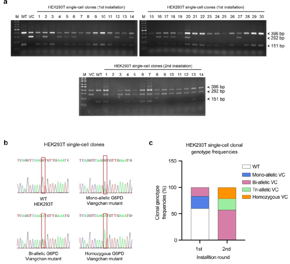 图 1：HEK293T 细胞中 G6PD Viangchan 突变的安装