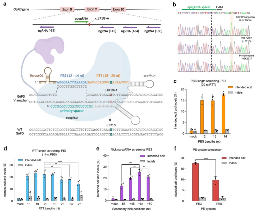 图 2：HEK293T 细胞中 Viangchan 突变的纠正效率优化