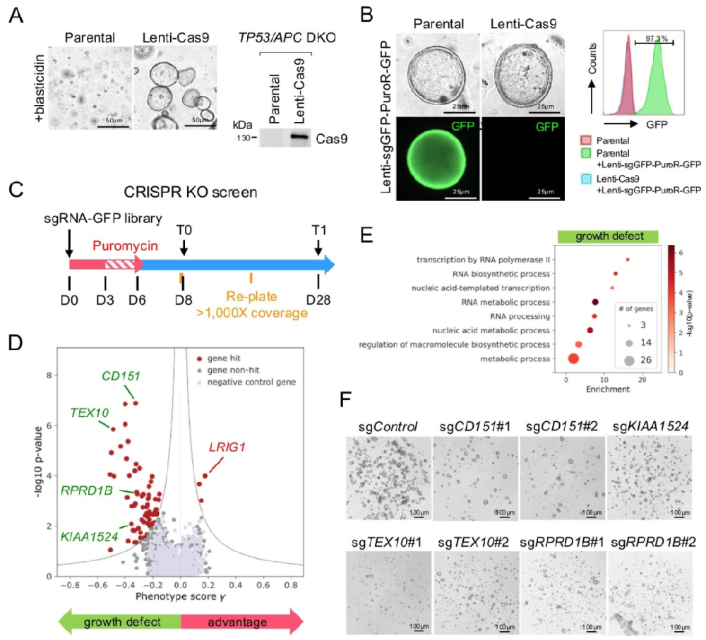 图 1:CRISPR-KO 筛选在胃类器官中的建立