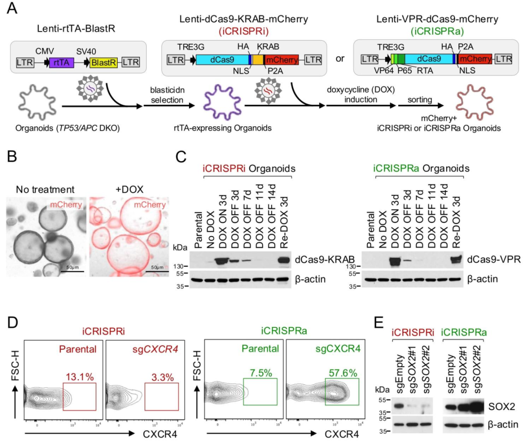 图 2:诱导性 CRISPRi 和 CRISPRa 系统的建立