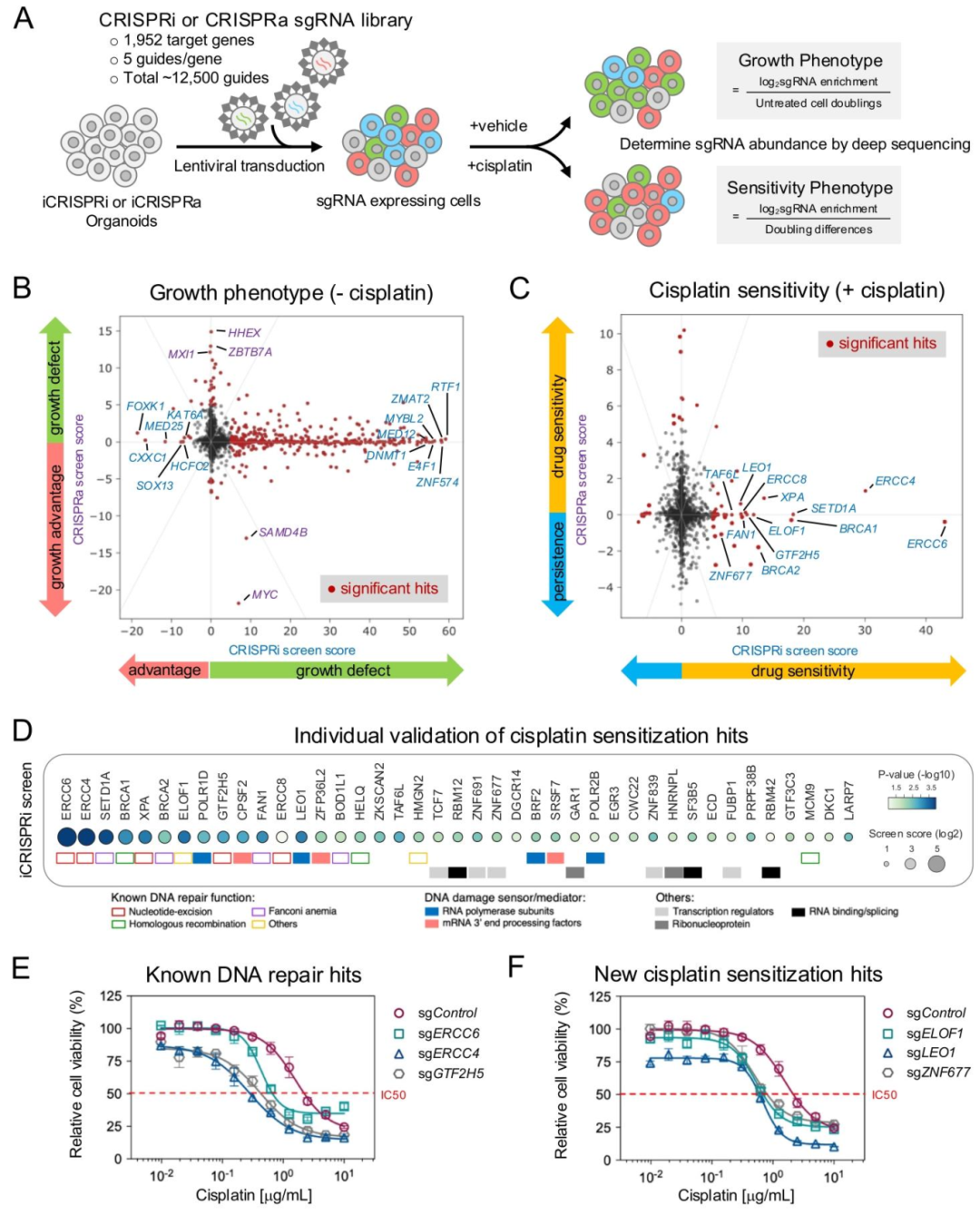 图 3:顺铂敏感性的 CRISPRi/a 筛选结果