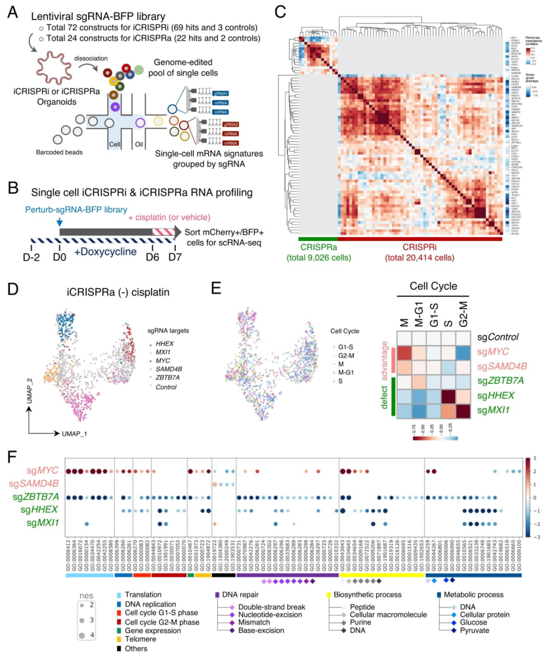 图 4:单细胞 Perturb-seq 解析基因 - 药物互作