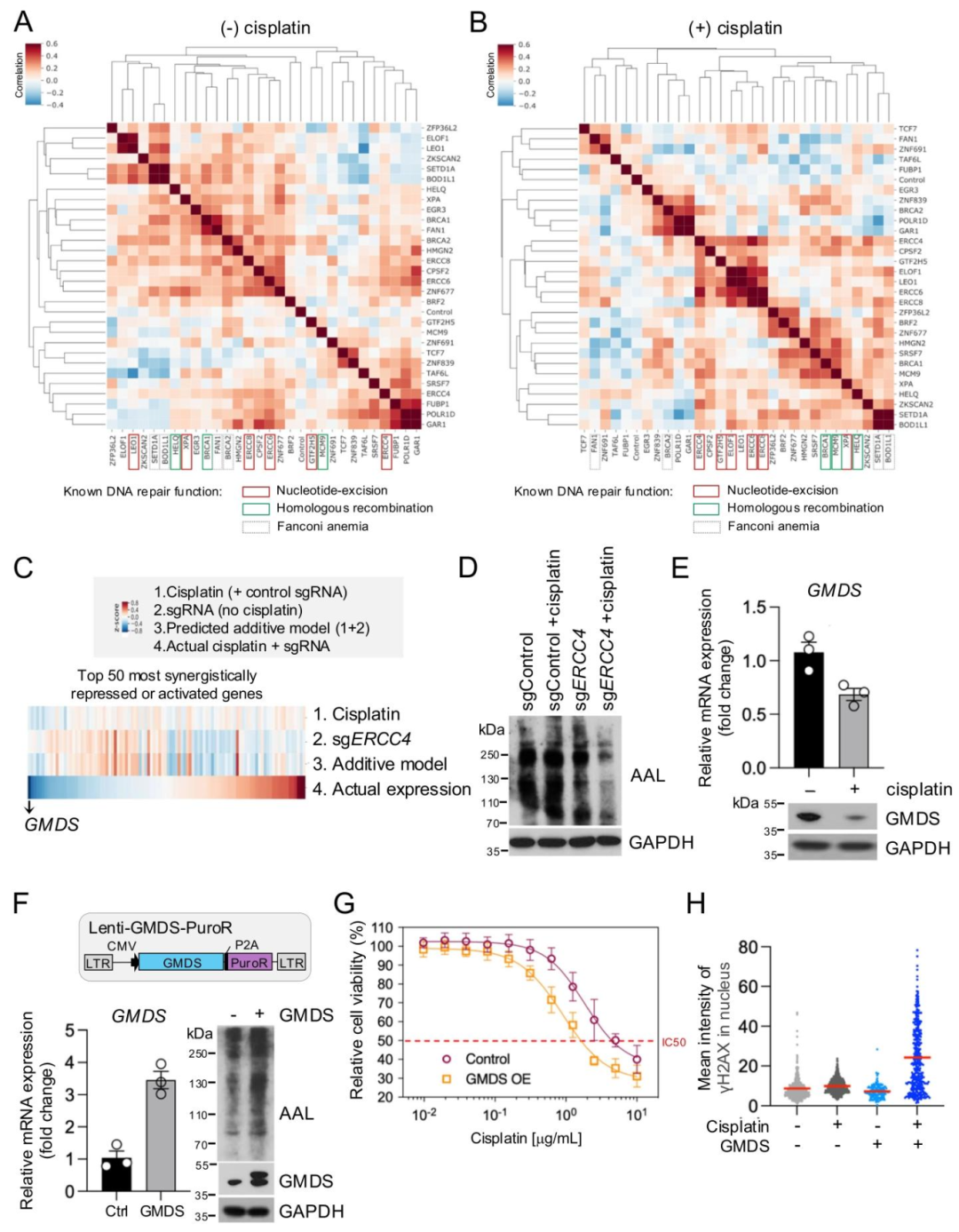 图 5:岩藻糖基化与顺铂敏感性的关联