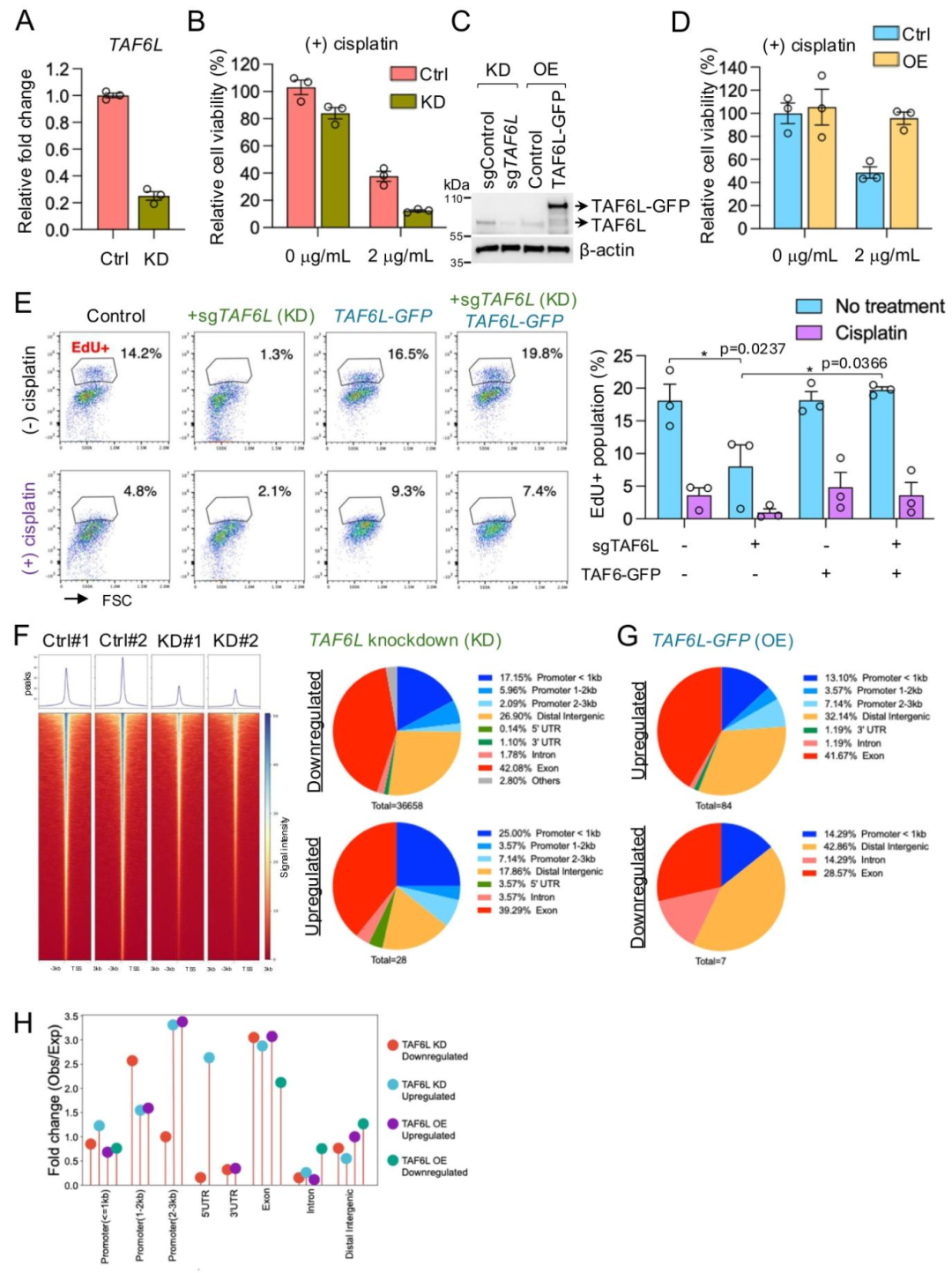 图 6:TAF6L 调控顺铂处理后的细胞恢复