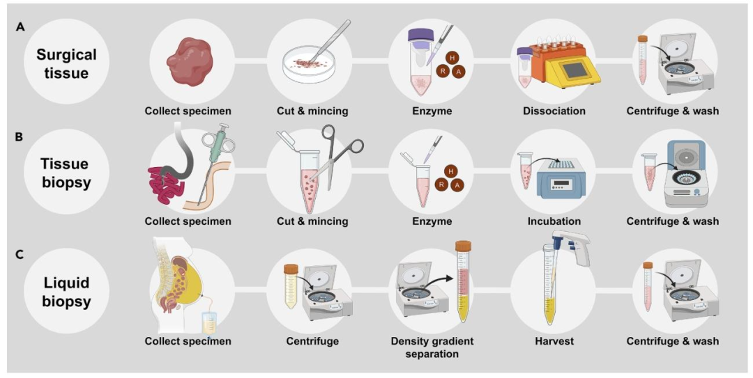 图 1:多模态标本处理流程示意图