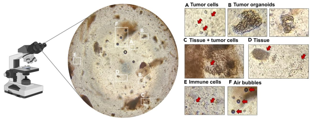 图 4:BME 内细胞分布观察