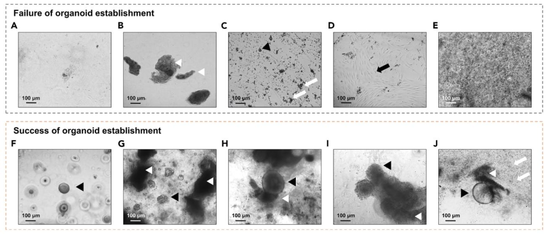 图 6:PDO 建立成功与失败的形态对比