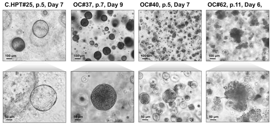 图 7:可传代 PDO 的典型形态