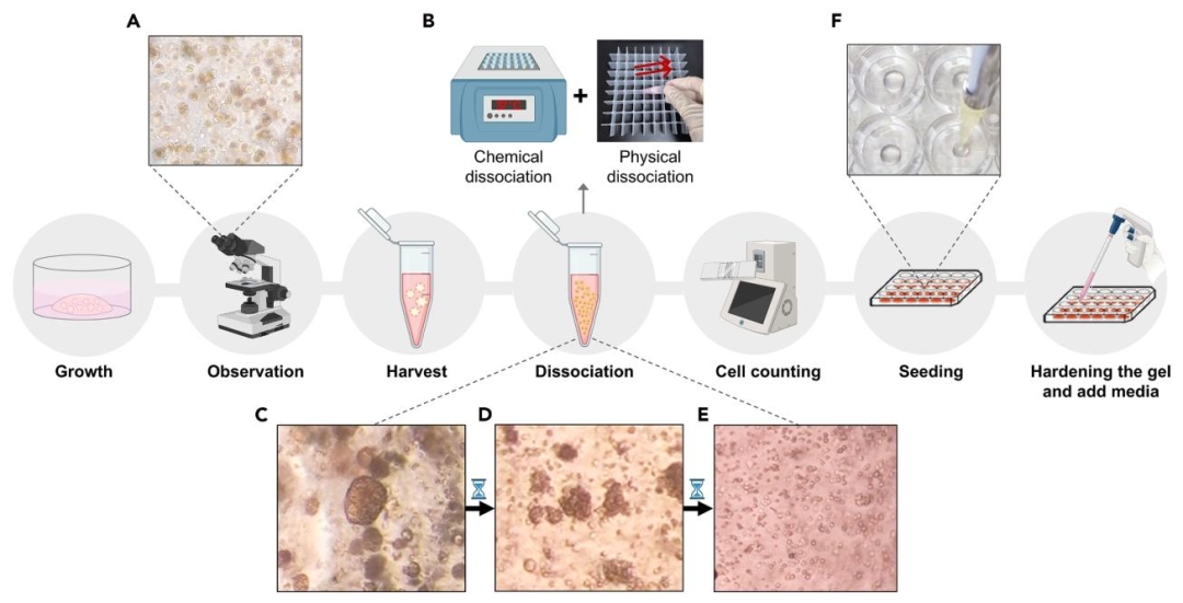 图 8:类器官传代实操步骤