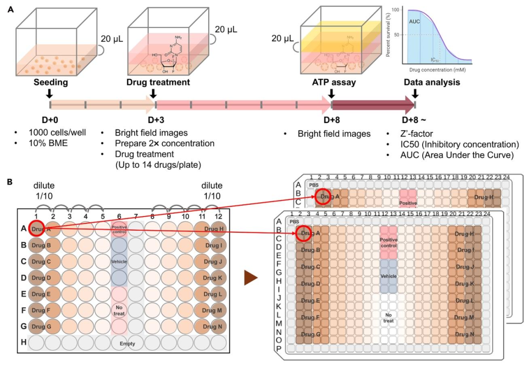 图 9:高通量药物筛选实验设计