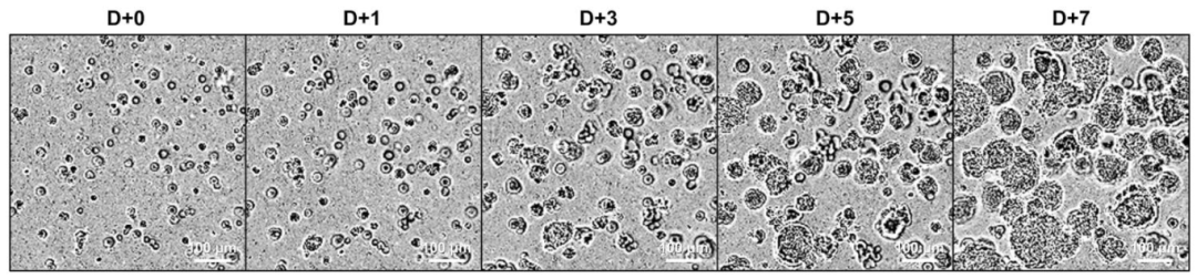 图 11:PDO 传代后生长时序