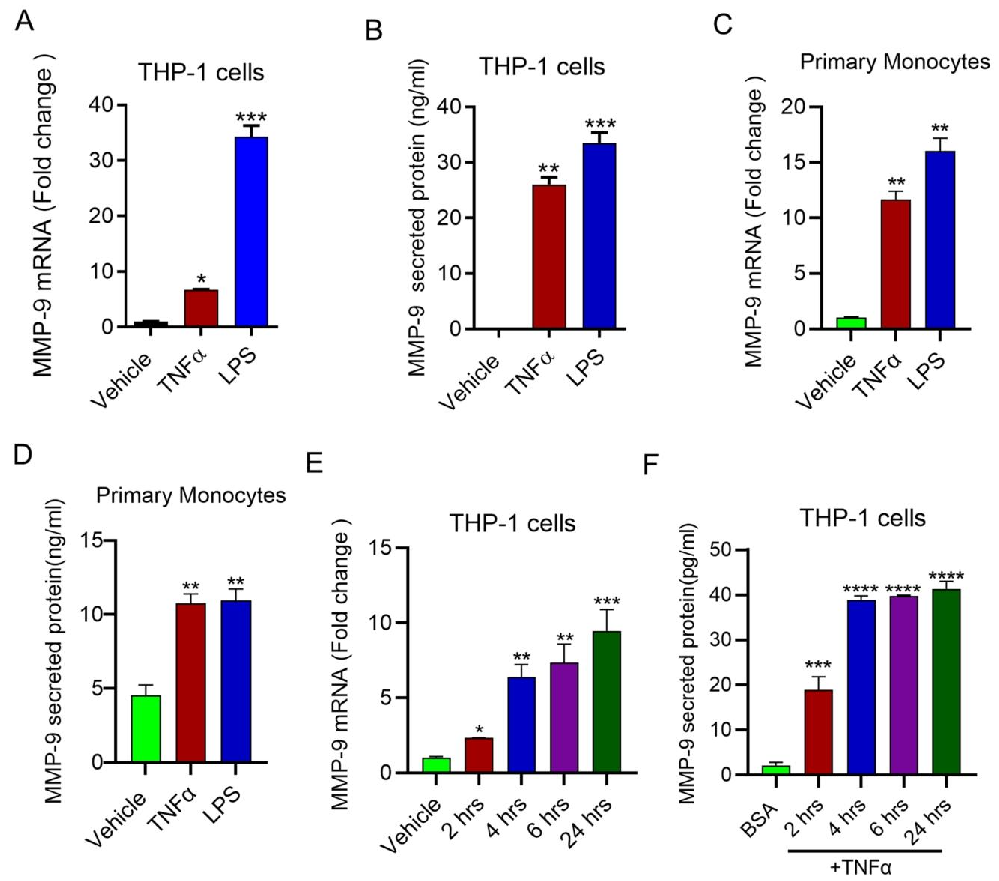 图 1:TNFα 诱导单核细胞中 MMP-9 的表达