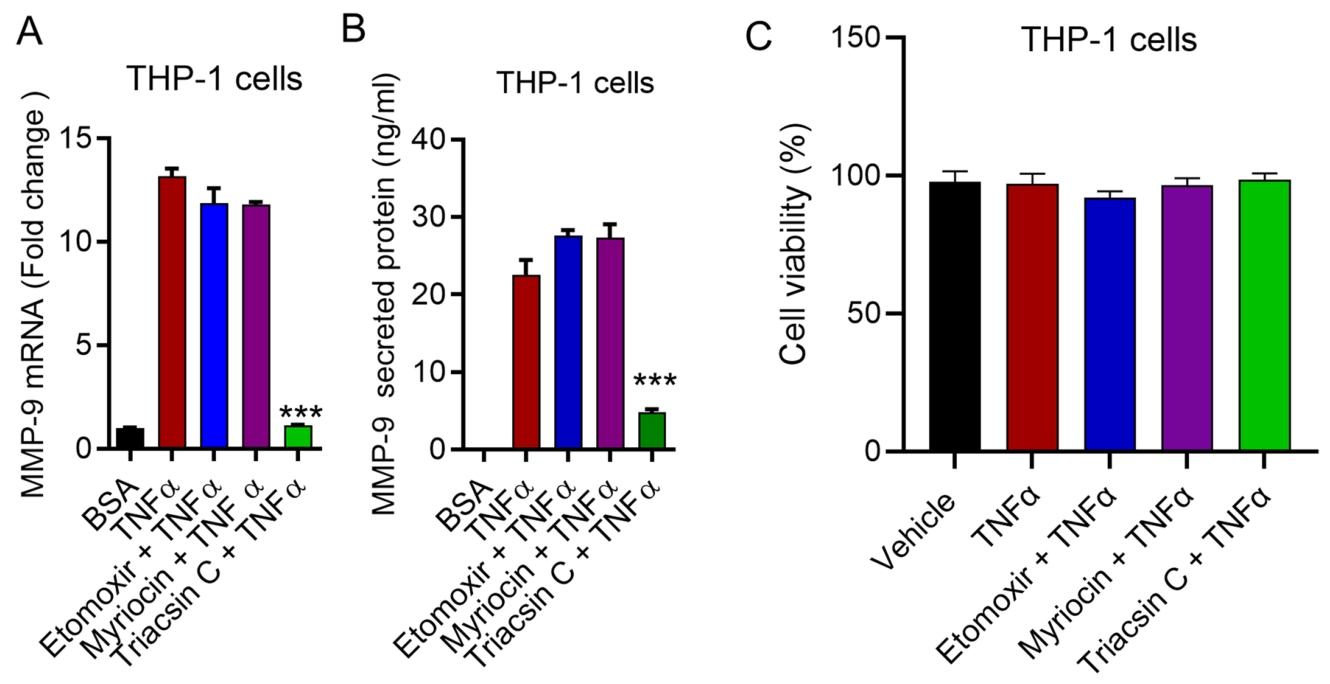 图 2:ACSL1 抑制降低 TNFα 诱导的 MMP-9 产生