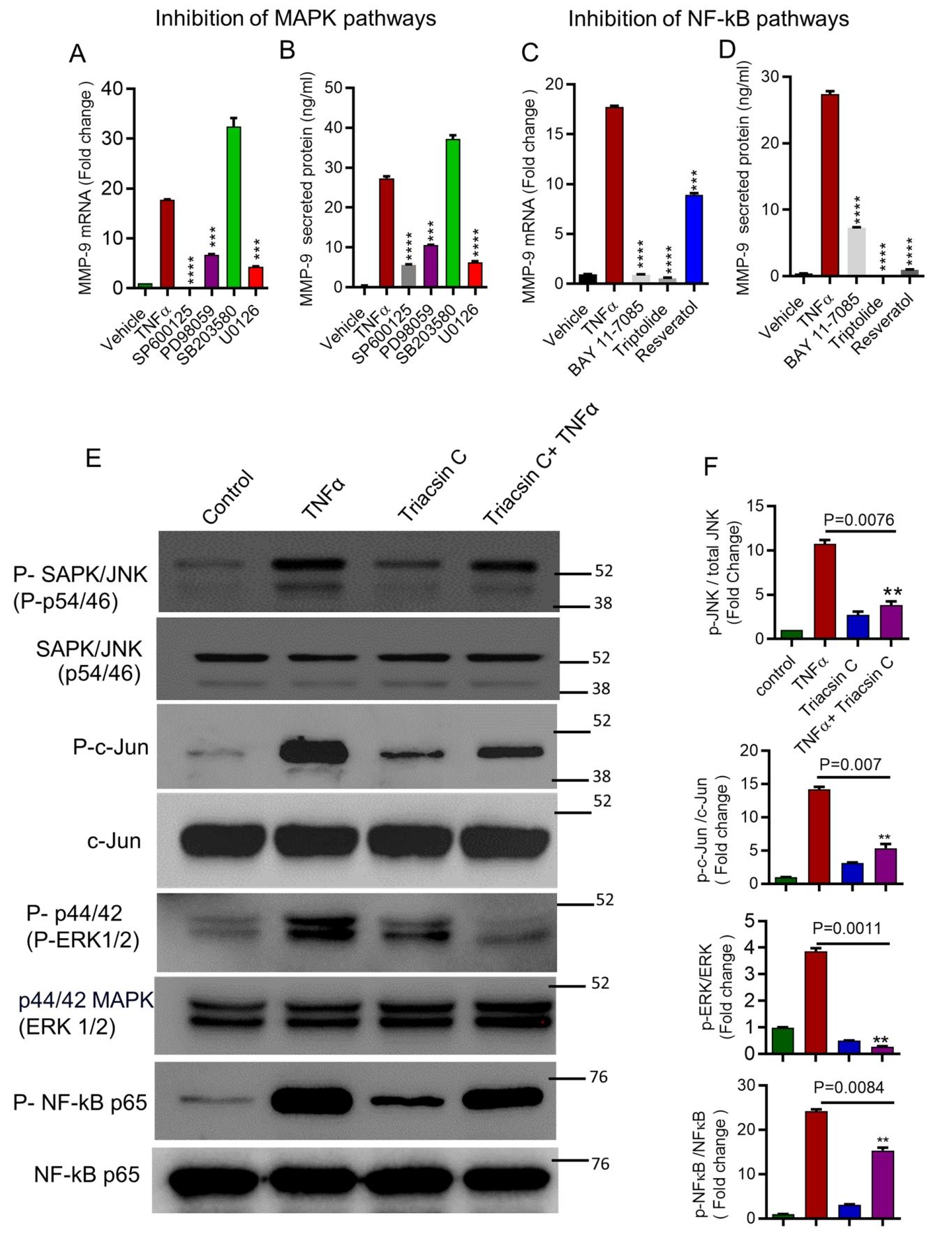 图 4:ACSL1 通过 JNK/ERK/NF-κB 通路调控 MMP-9 表达