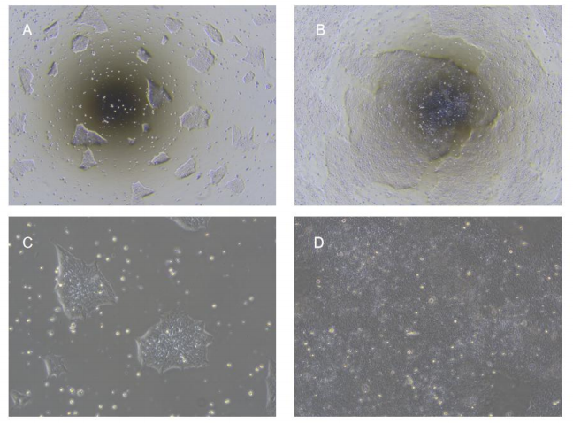 image.png 图 1. hESC/iPSC 完全培养基连续培养 hiPSC 细胞形态图