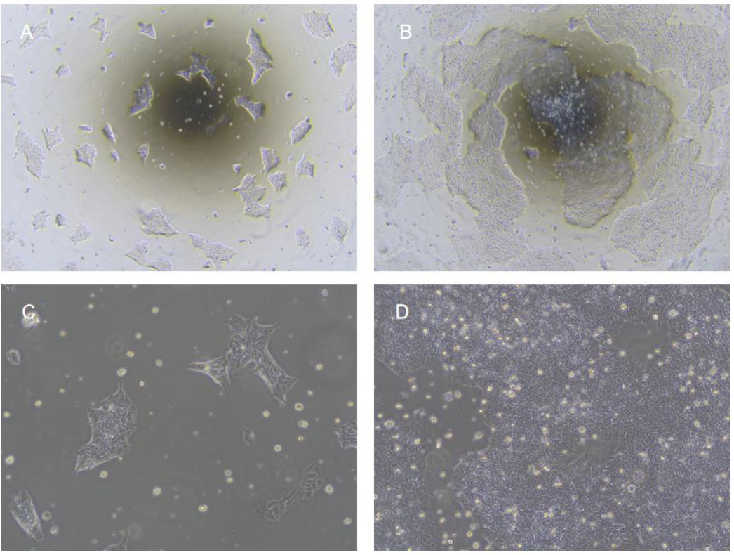 图 1. hESC/iPSC 完全培养基连续培养 hESC 细胞形态图