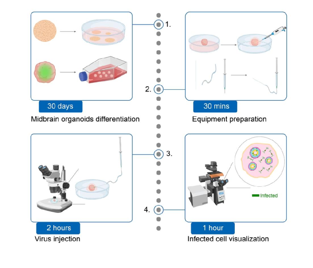 人多能干细胞分化为中脑类器官及病毒靶向显微注射的 protocol 研究