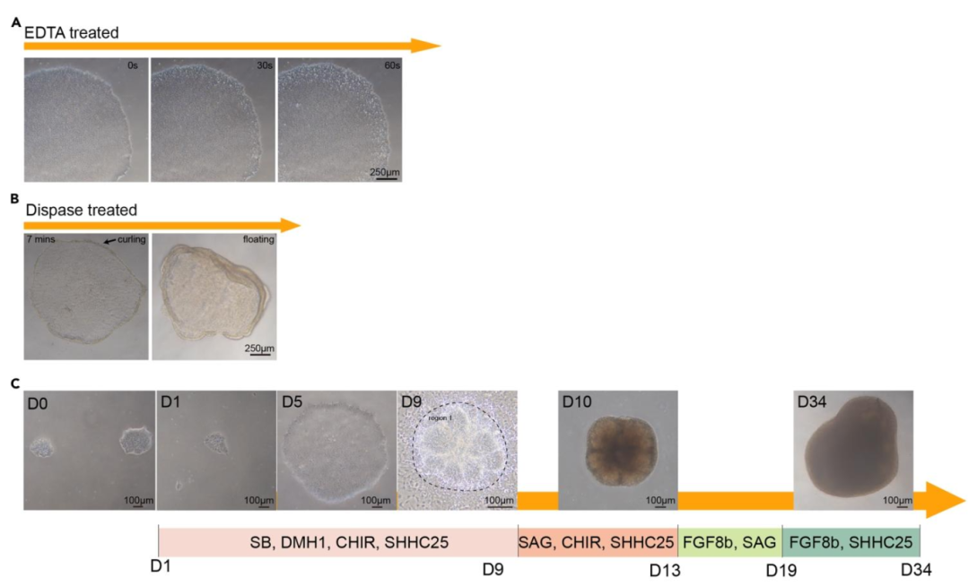 图 1：hPSC 分化为中脑类器官的时间线与关键阶段形态