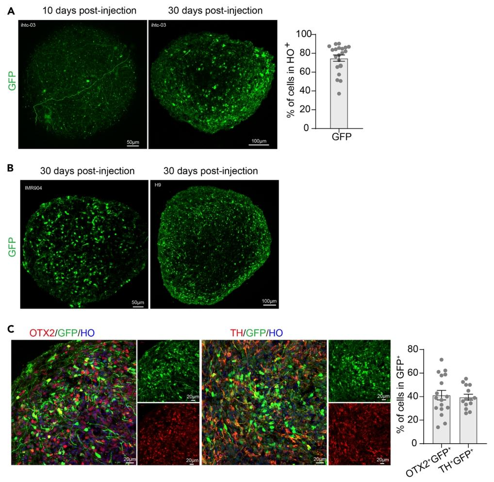 图 4：病毒感染细胞的可视化与量化