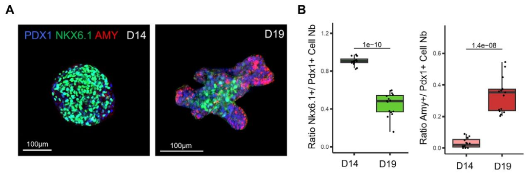 图 2：胰腺类器官的 “尖端 - 主干” 区域化