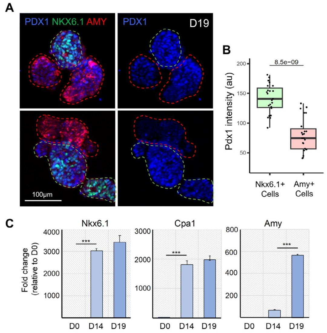 图 3：腺泡细胞分化的分子验证