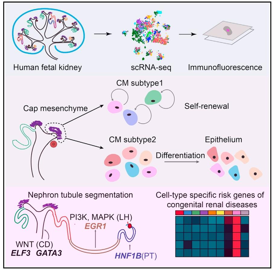 单细胞 RNA 测序解析人类胎儿肾脏发育的分子图谱与先天性肾病关联