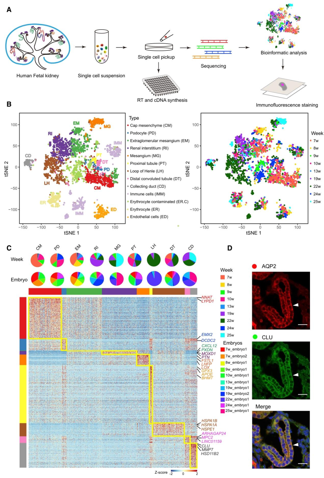 图 1:人类胎儿肾脏的细胞聚类与分子特征