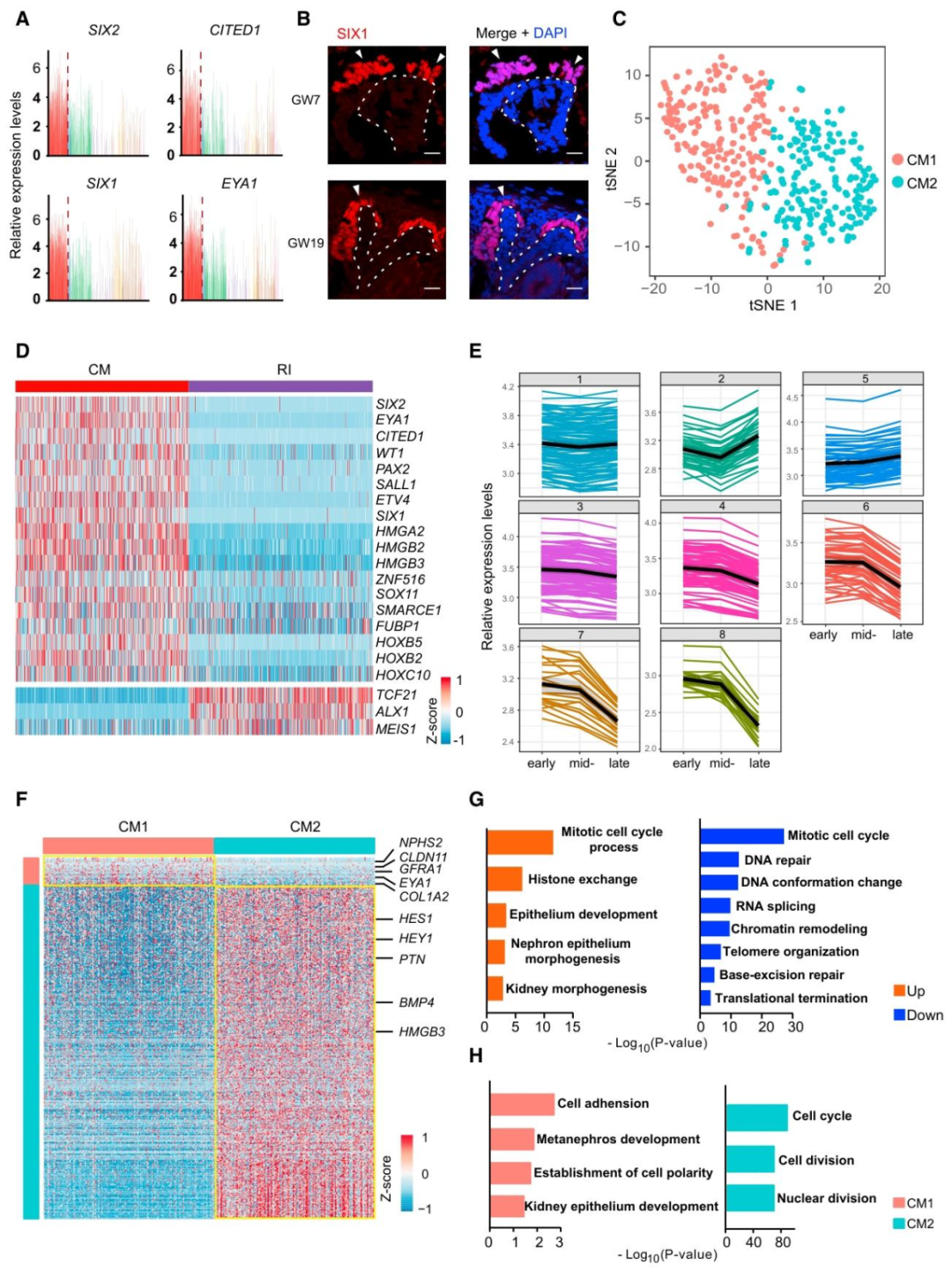 图 2:帽状间充质(CM)的异质性与功能分工