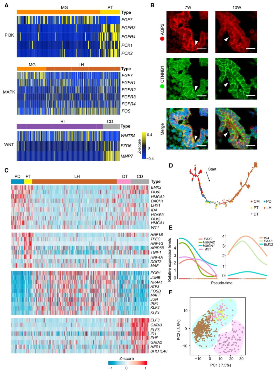 图 3:肾单位分段的调控通路与转录网络