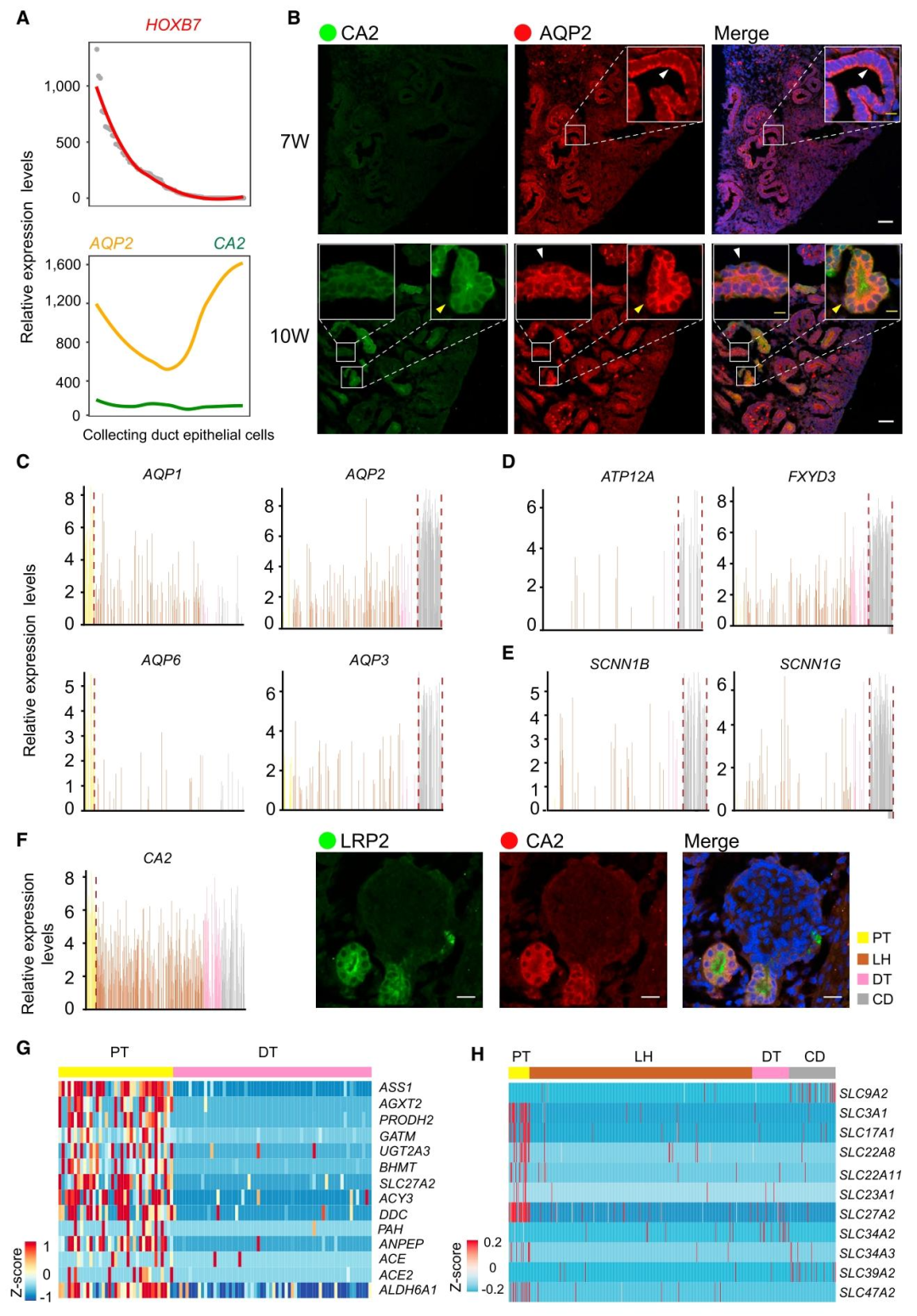图 4:集合管发育与胎儿肾代谢特征
