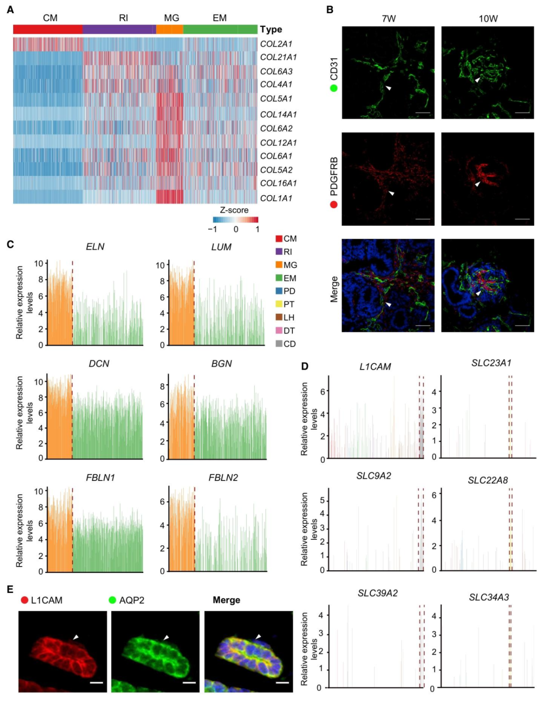 图 5:肾小球系膜的 ECM 组成与成熟