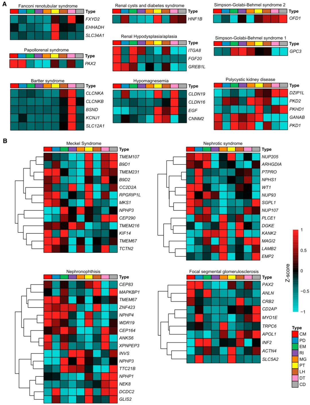 图 6:先天性肾病风险基因的细胞特异性表达