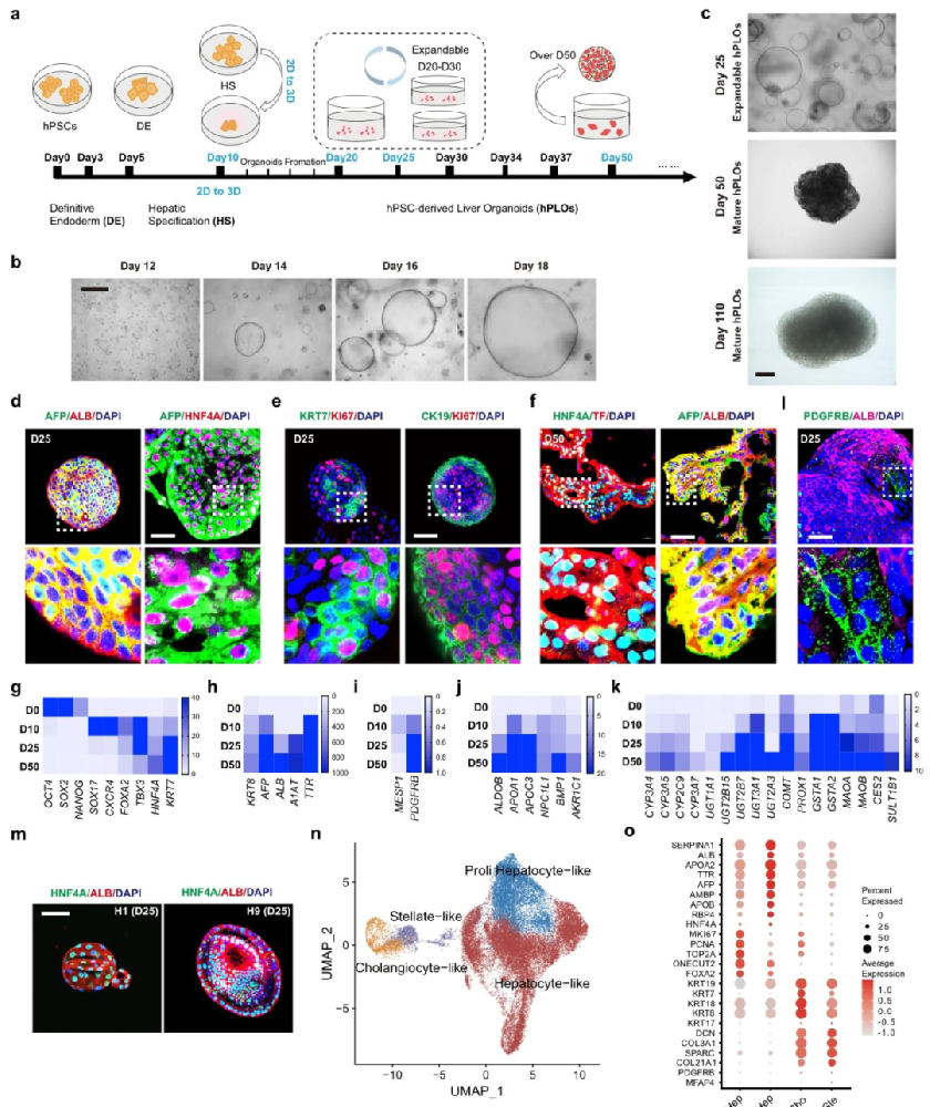 图 1：hPLO 的构建与细胞组成鉴定