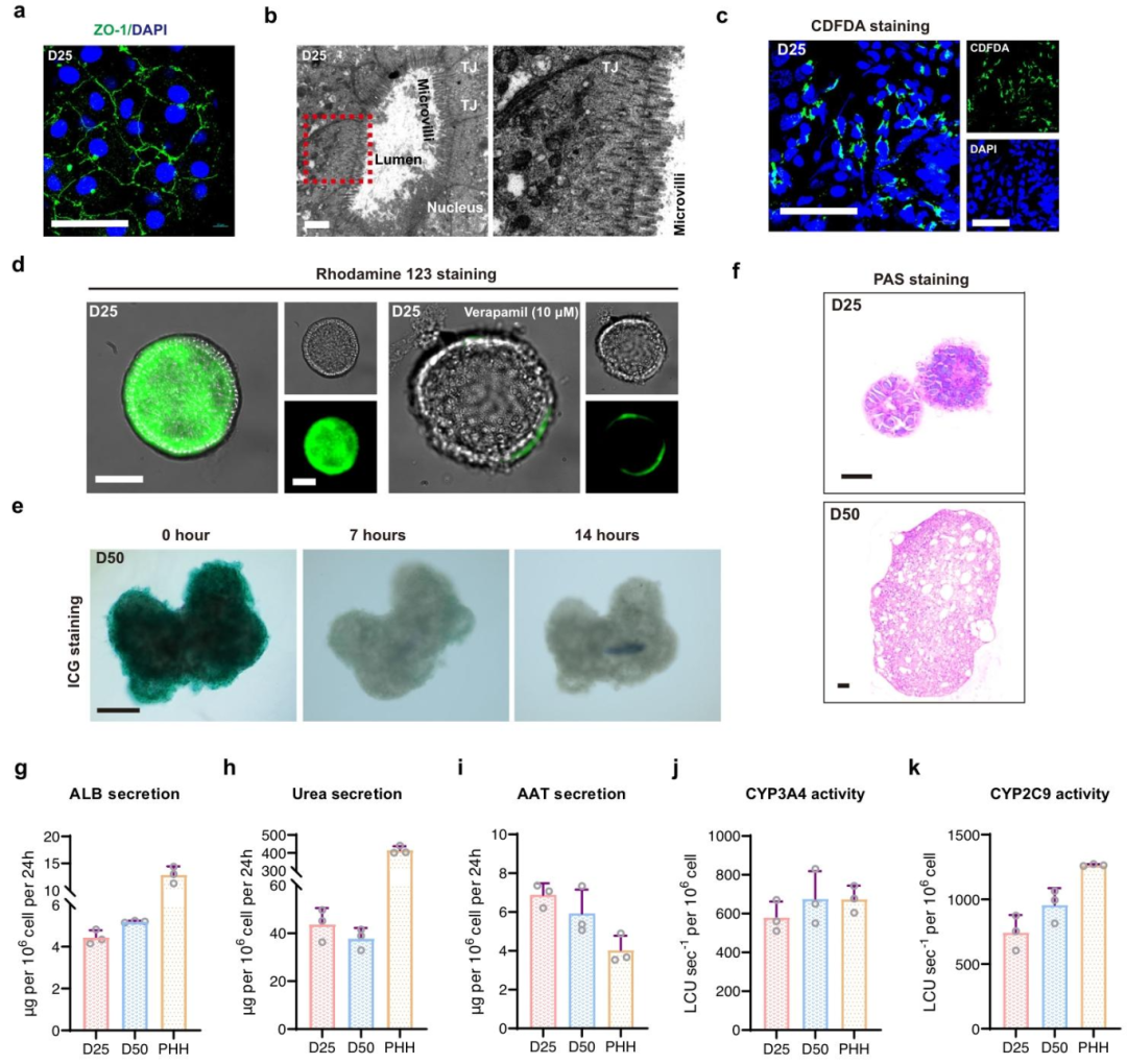 图 2：hPLO 的功能验证