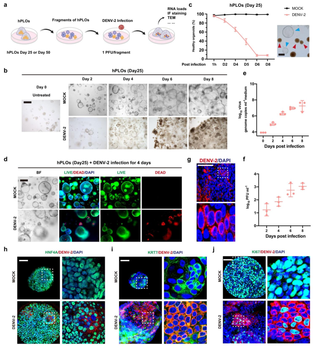 图 3：hPLO 感染 DENV-2 后的表型与病毒复制