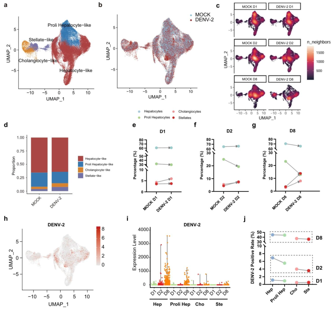 图 4：scRNA-seq 的细胞聚类与感染动态