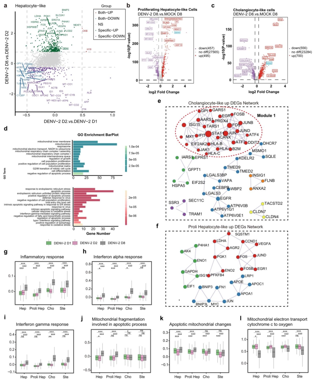 图 5：感染后的发病机制(线粒体损伤与免疫反应)