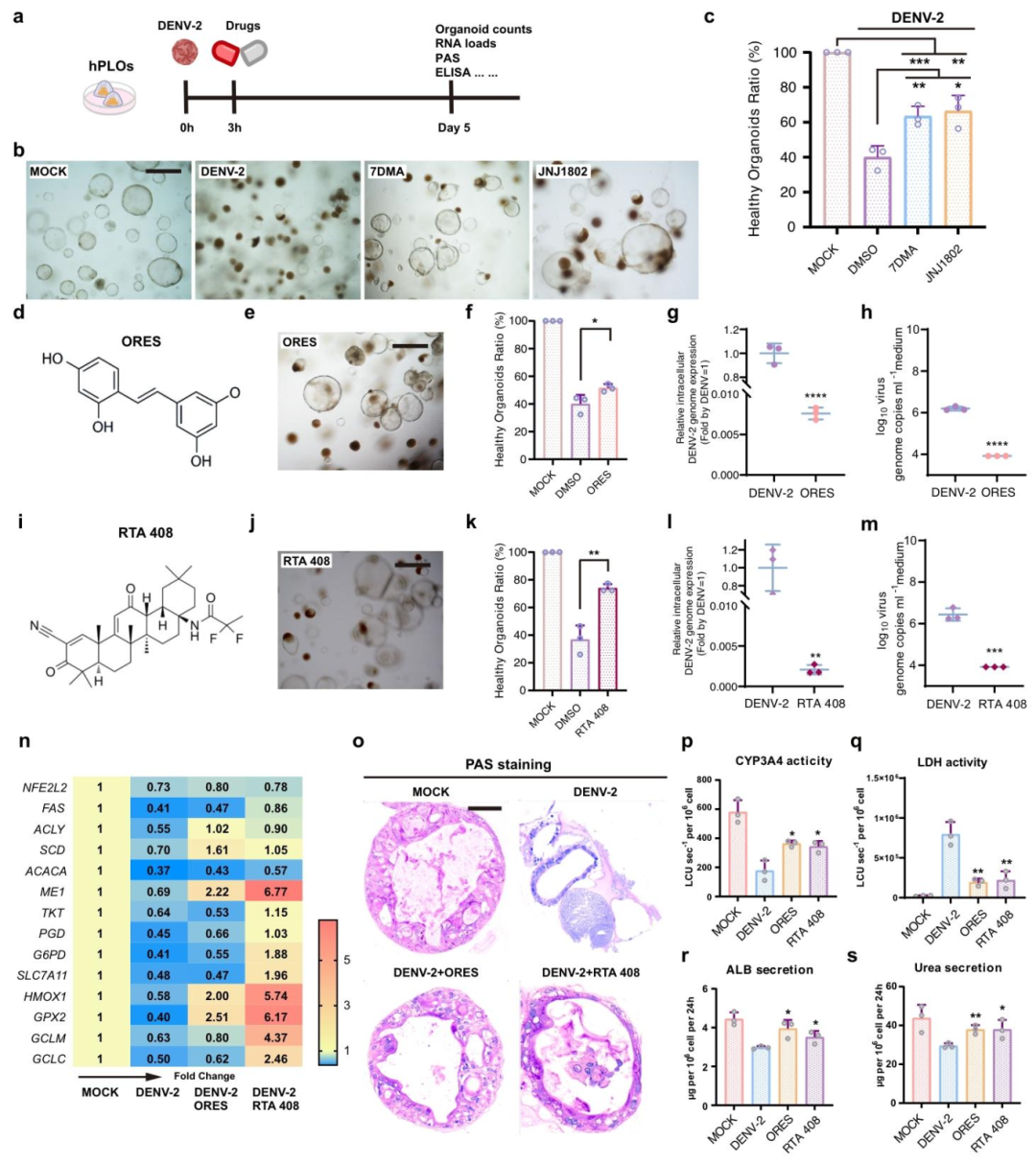 图 6：抗病毒药物筛选与功能恢复
