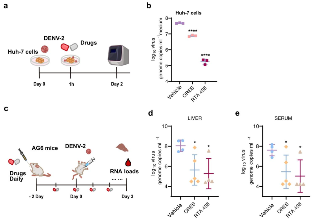 图 7：细胞与动物模型的药物验证