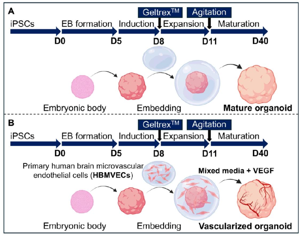 图 1：脑类器官血管化策略示意图