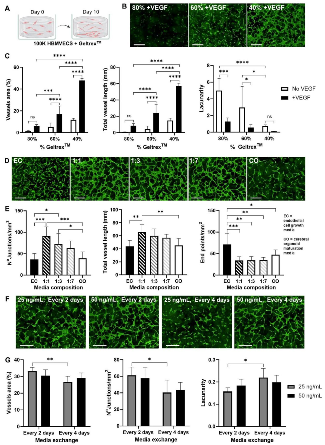 图 2：HBMVECs 网络形成的条件优化
